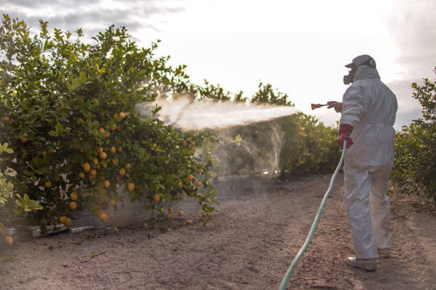 Wasp Removal Services in Thief River Falls, MN